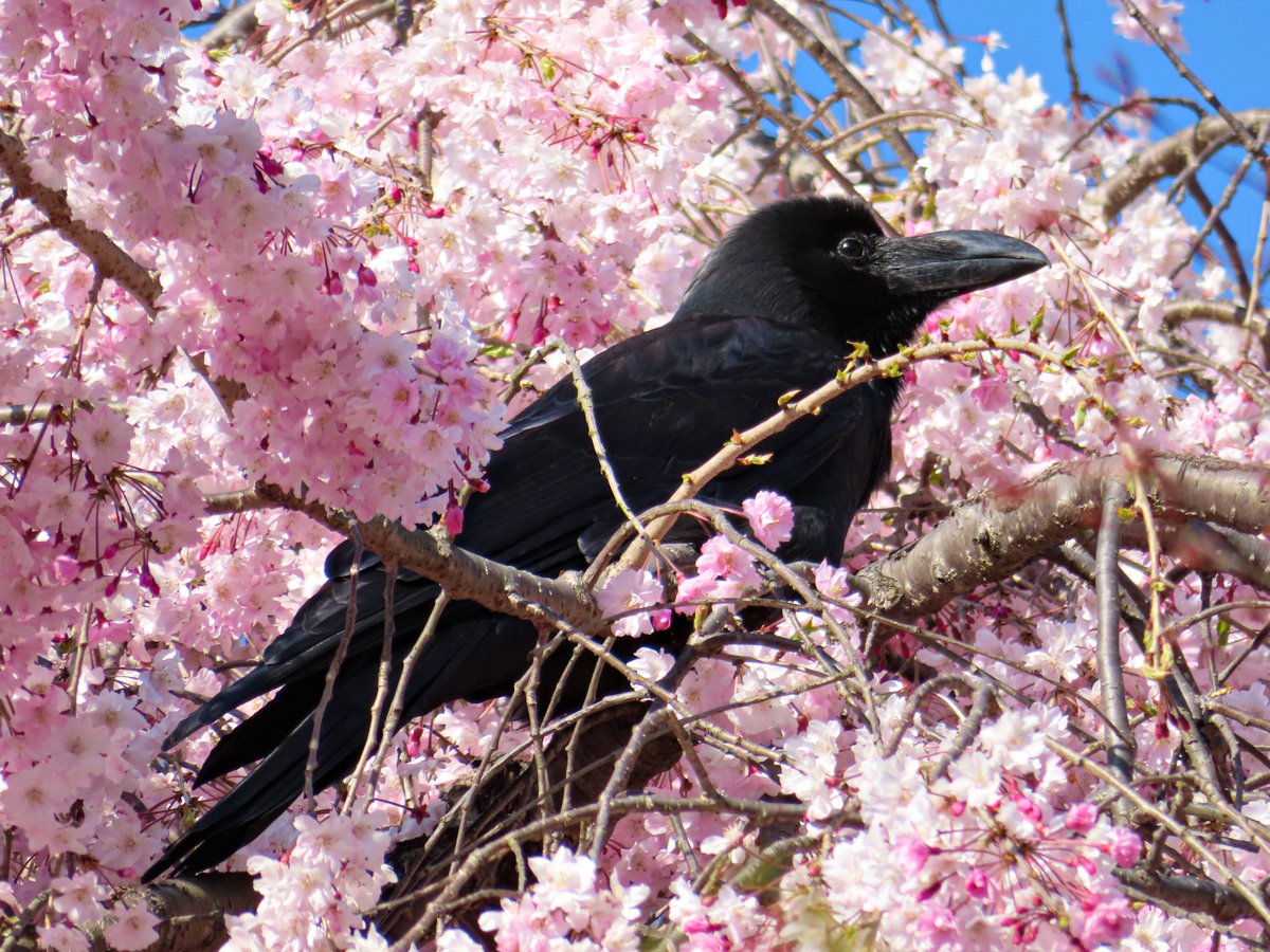 Large-billed Crow