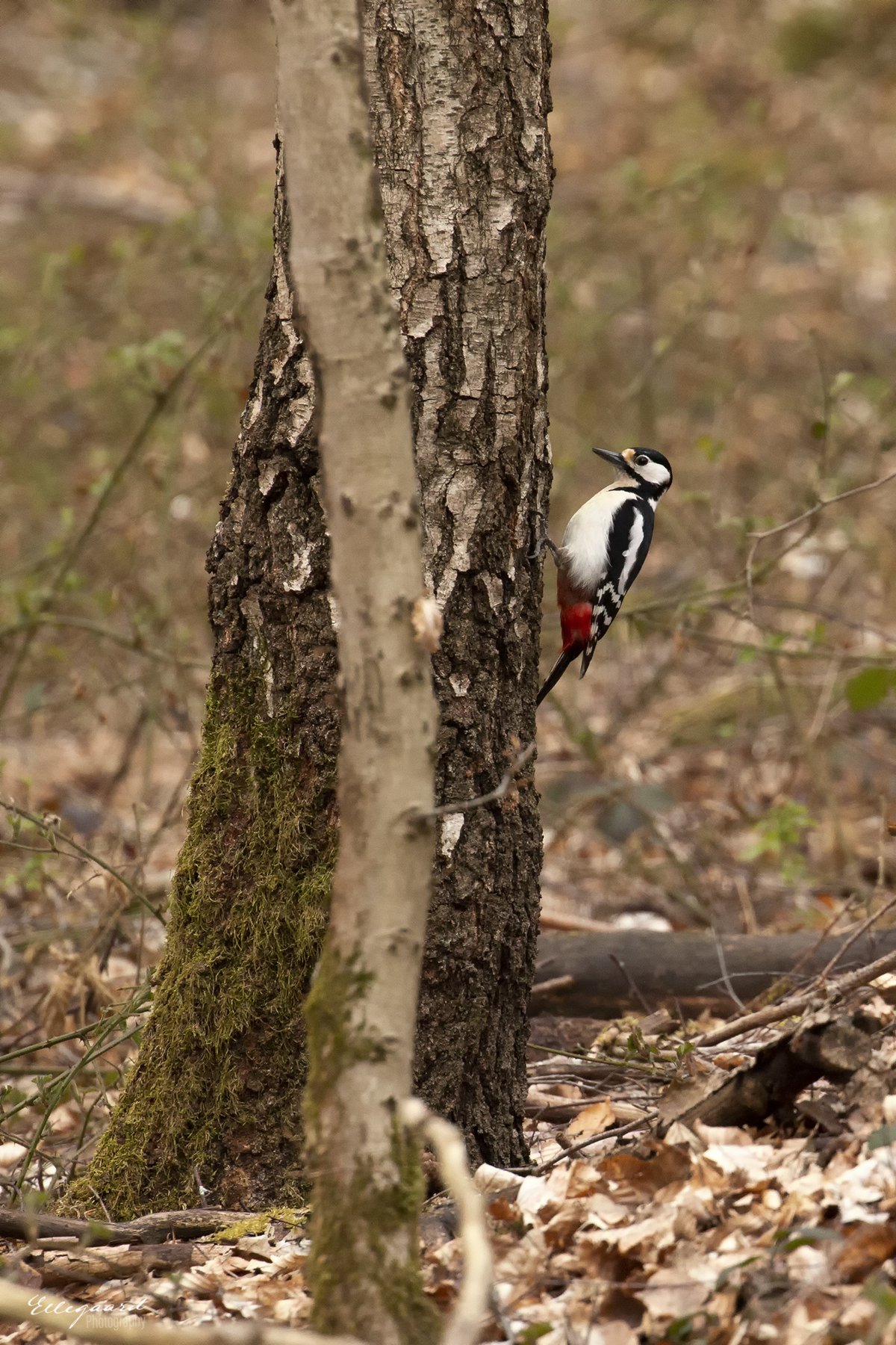 Great Spotted Woodpecker