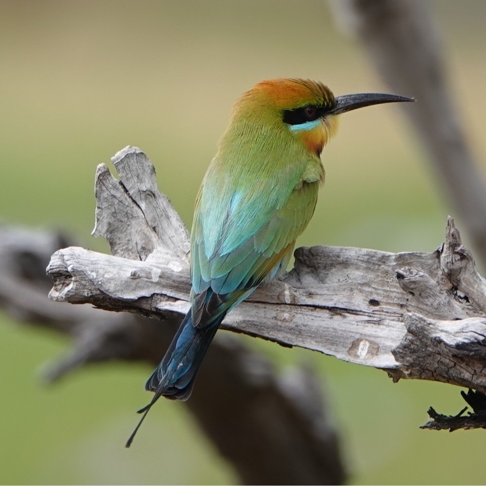 Rainbow Bee-eater