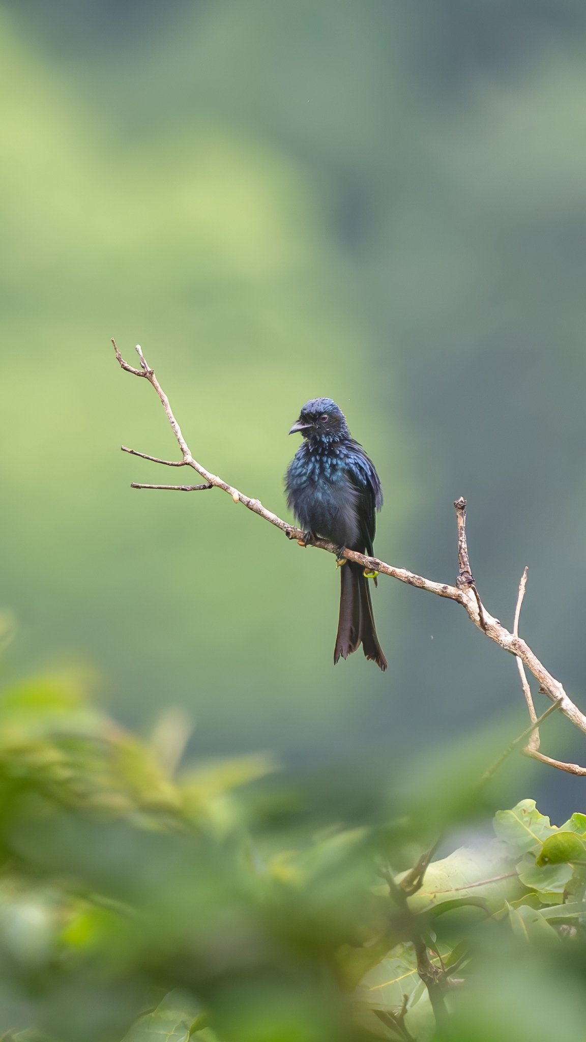 Bronzed Drongo