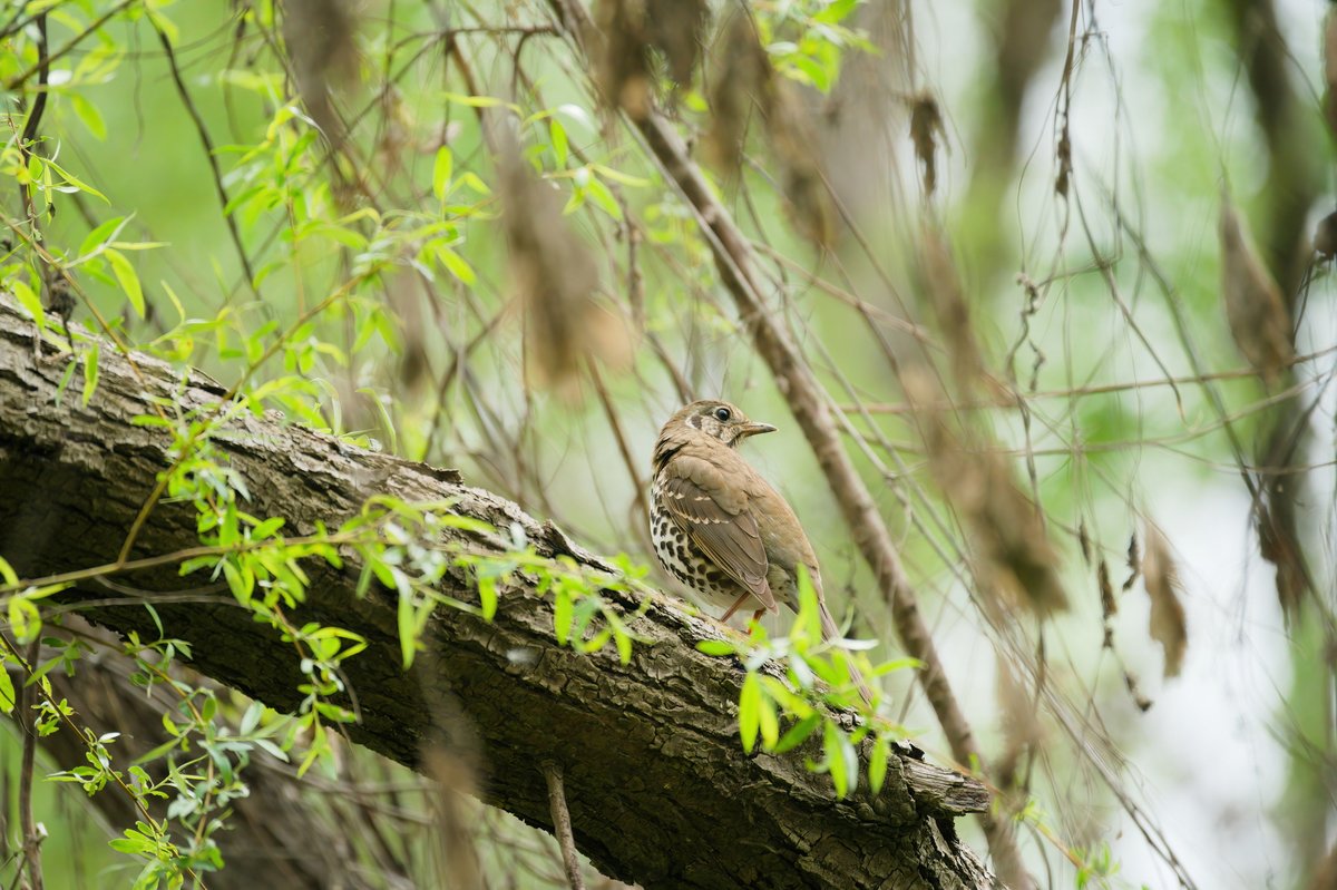 Chinese Thrush