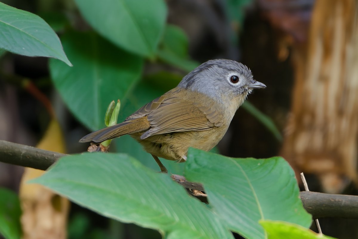 Yunnan Fulvetta