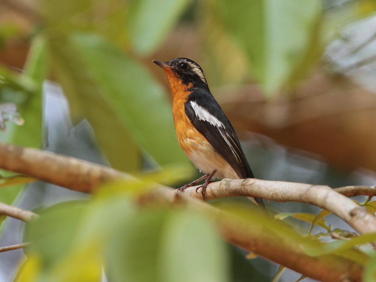 Mugimaki Flycatcher