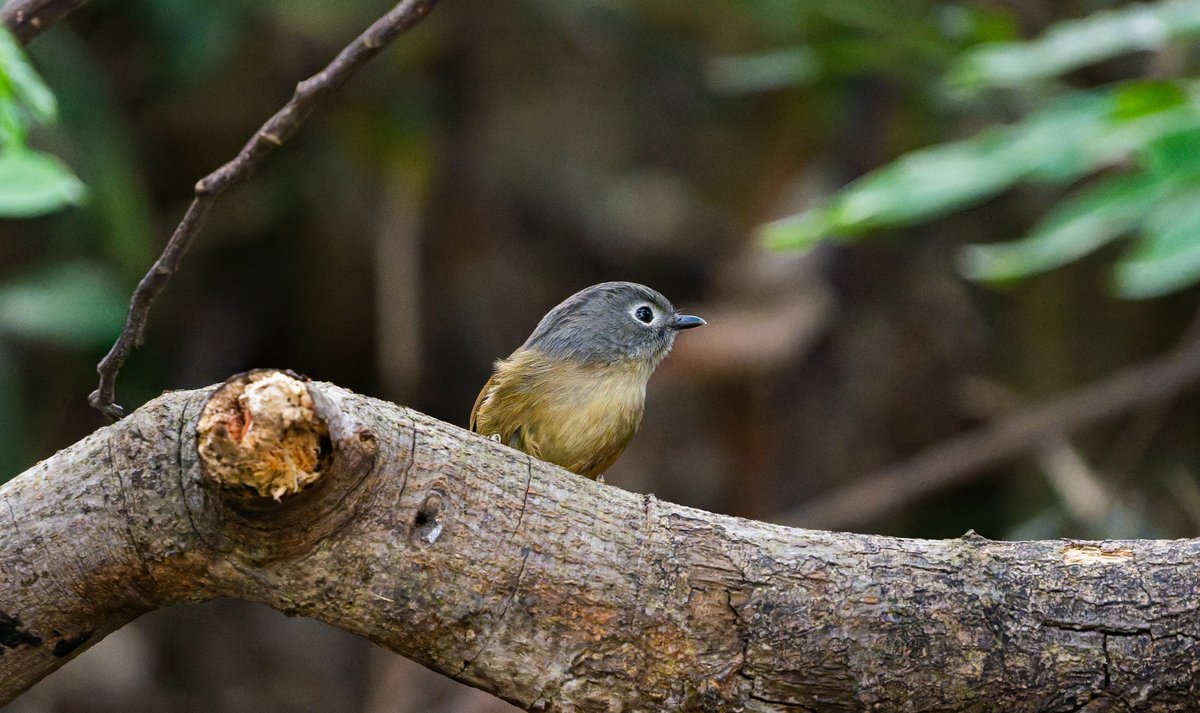Huet's Fulvetta