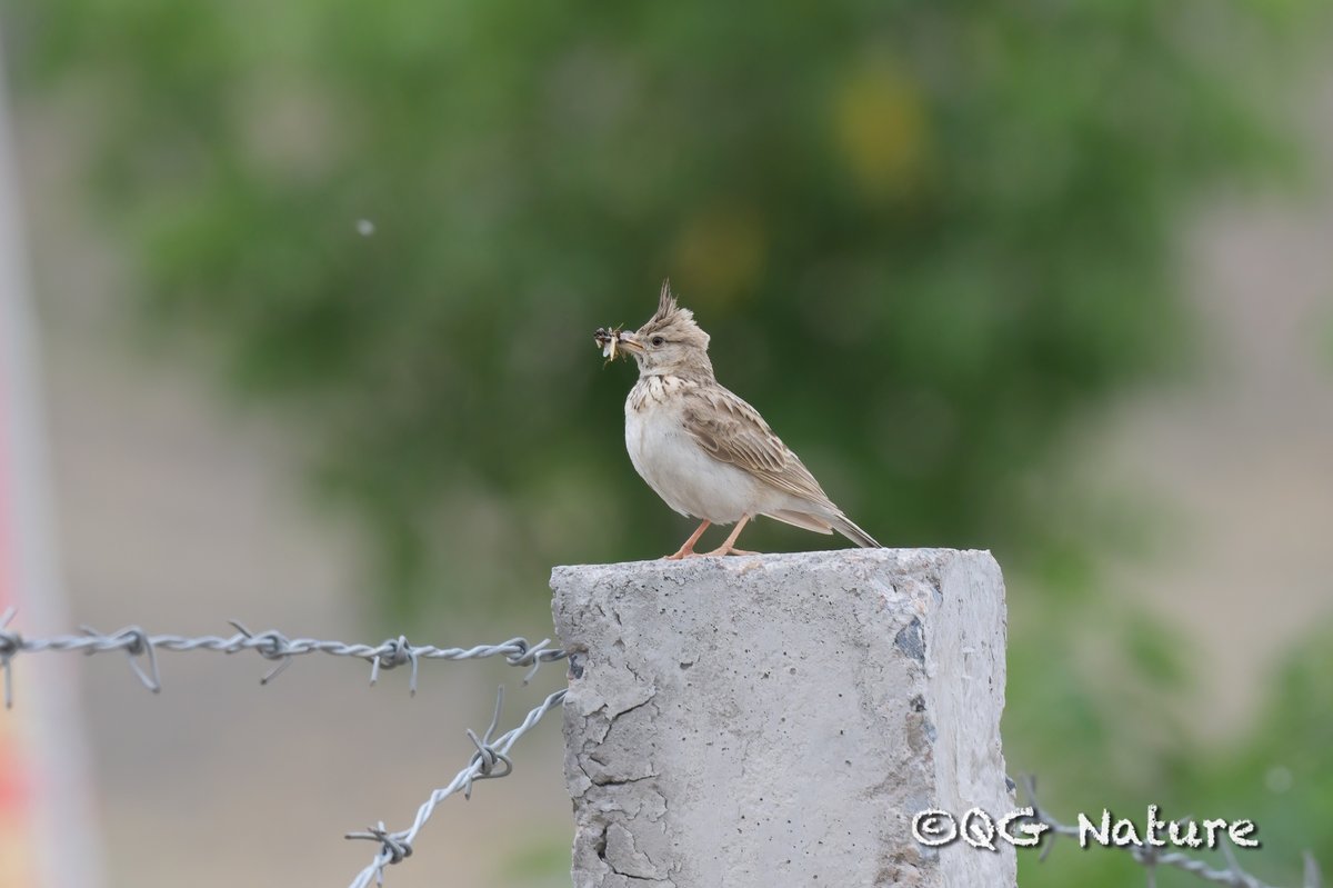 Crested Lark