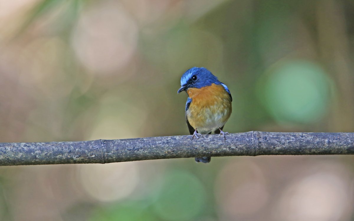 Hill Blue Flycatcher