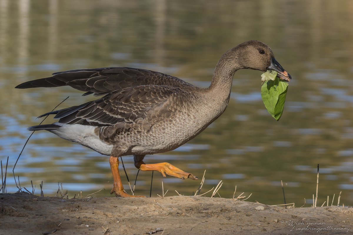 Tundra Bean Goose