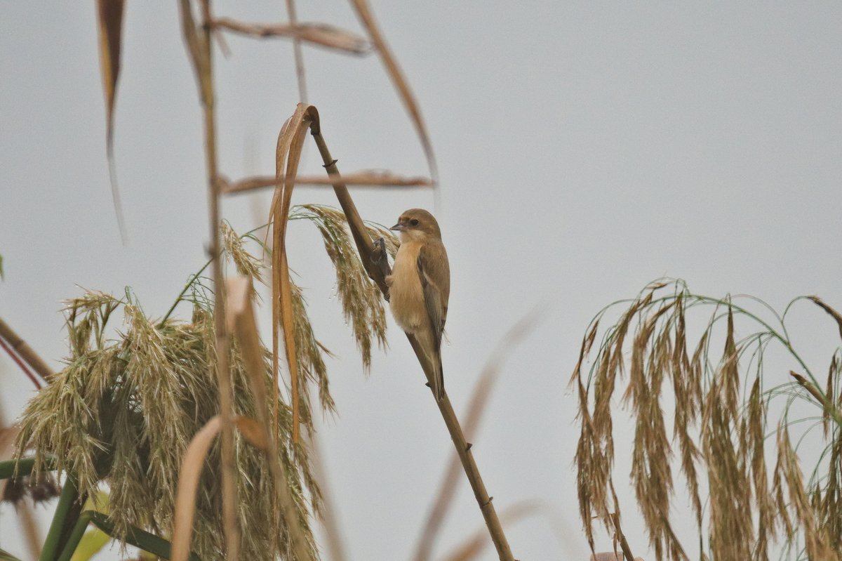 Chinese Penduline Tit