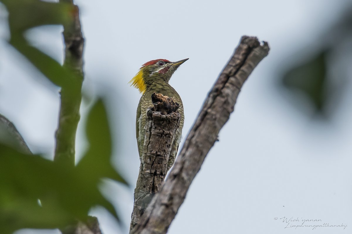 Lesser Yellownape