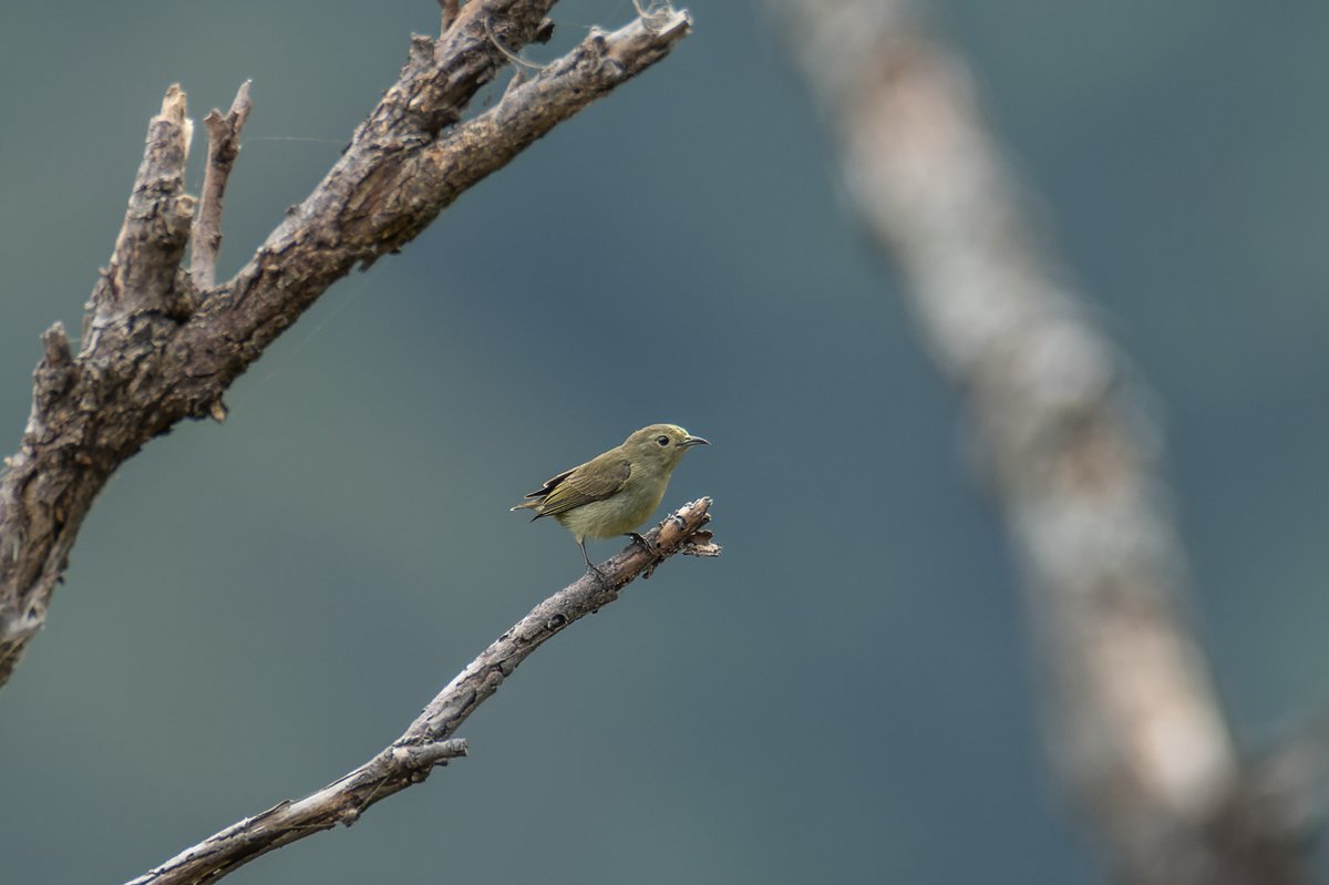 Plain Flowerpecker