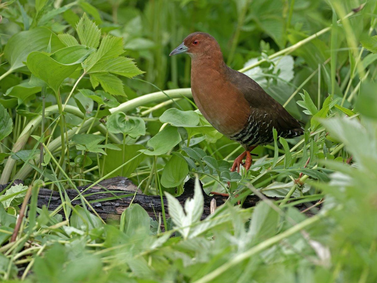 Band-bellied Crake