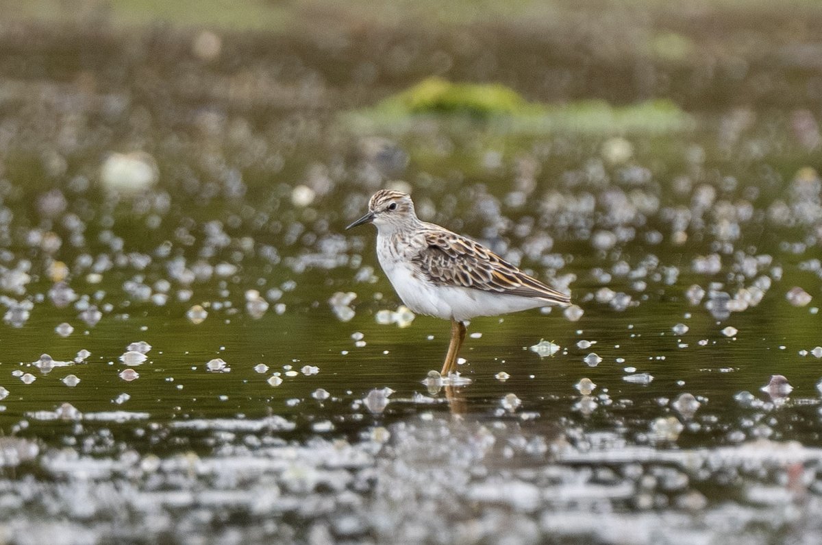 Long-toed Stint