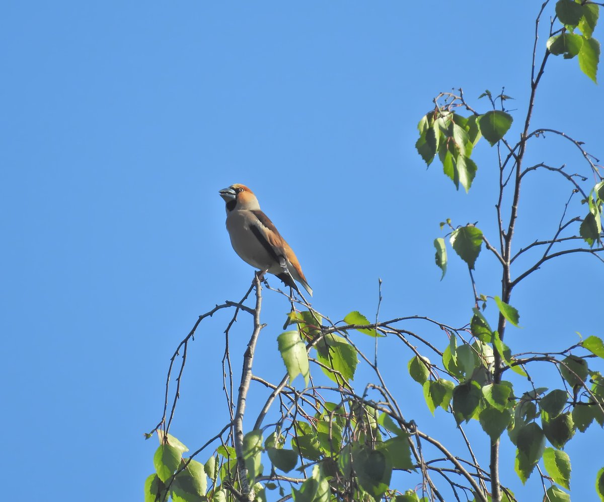 Hawfinch