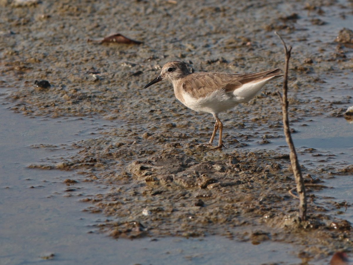 Temminck's Stint
