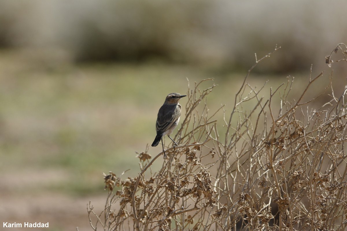 Isabelline Wheatear
