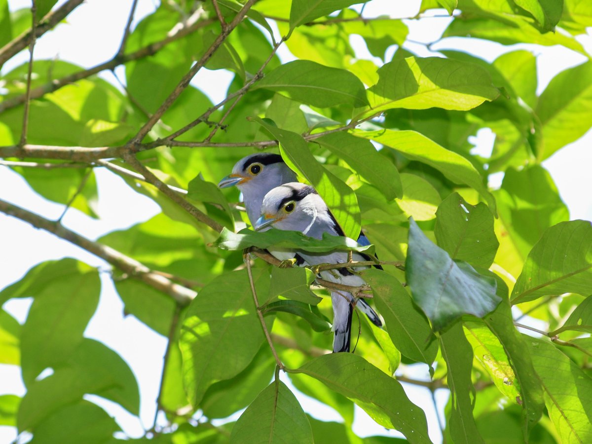 Silver-breasted Broadbill