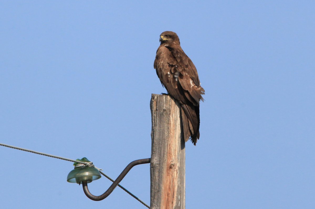 Black Kite