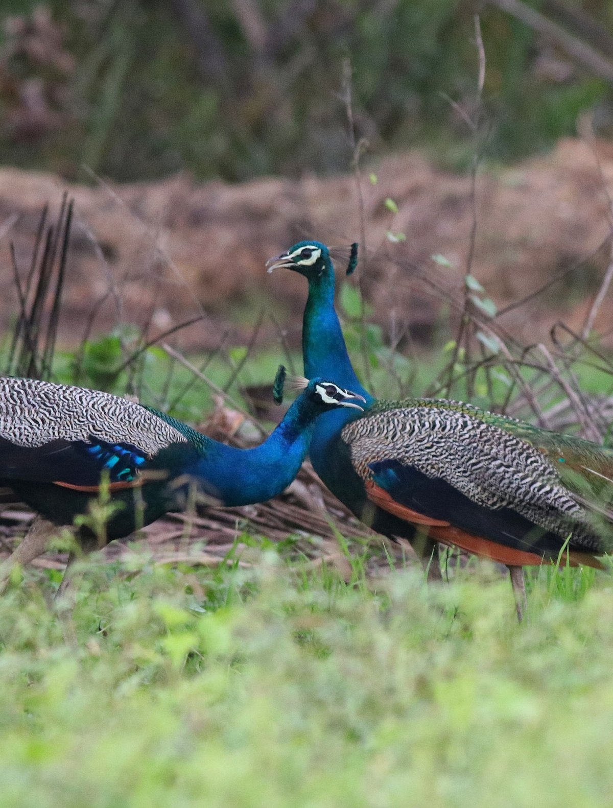 Indian Peafowl