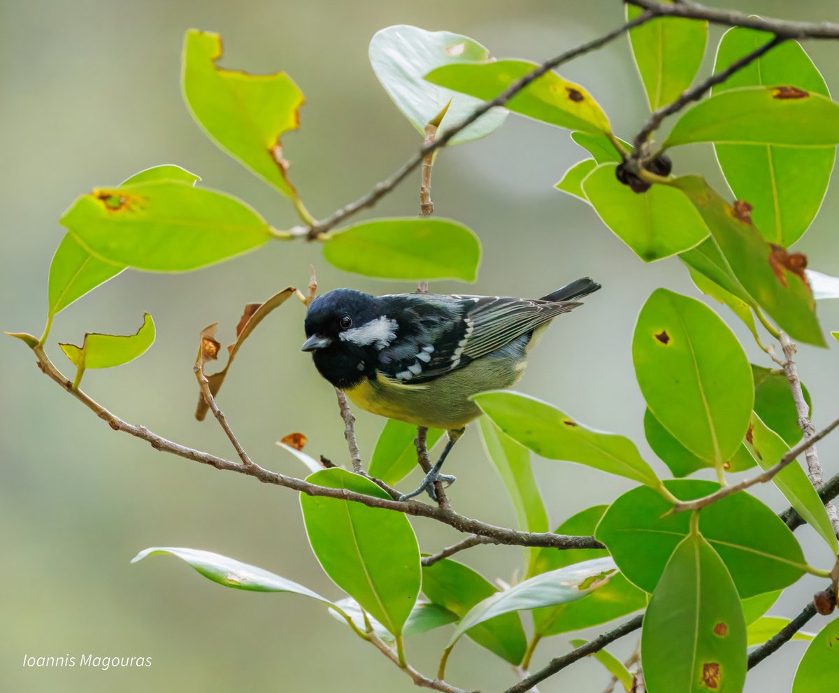 Yellow-bellied Tit
