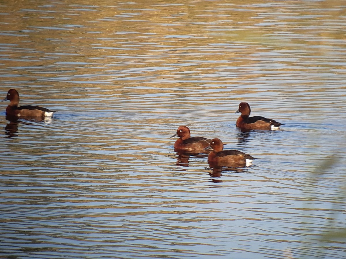 Ferruginous Duck