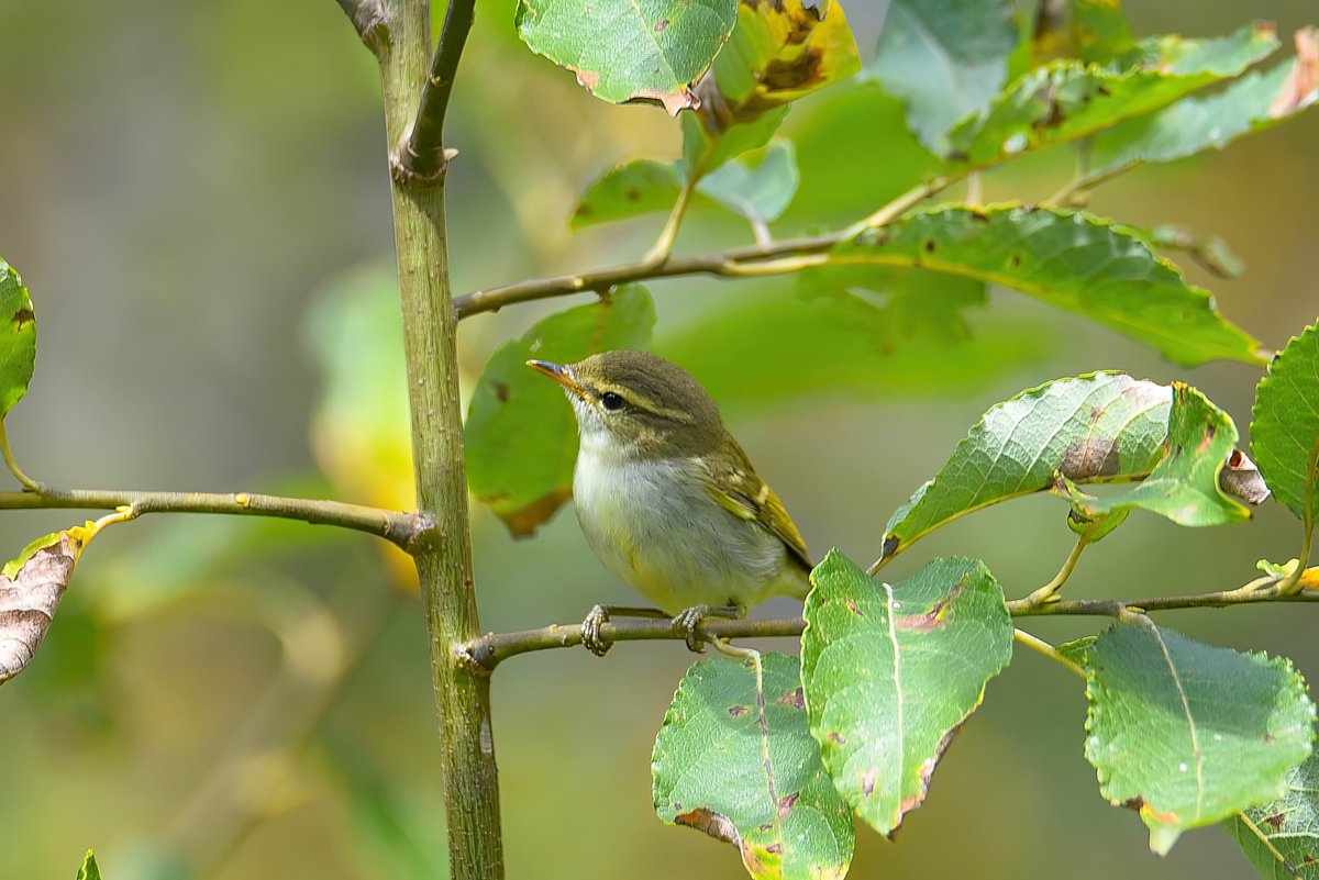 Two-barred Warbler