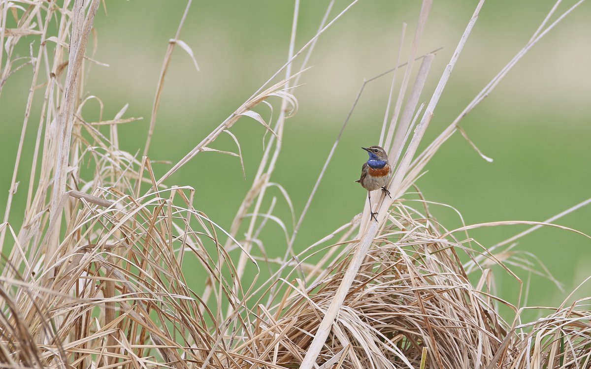 Bluethroat