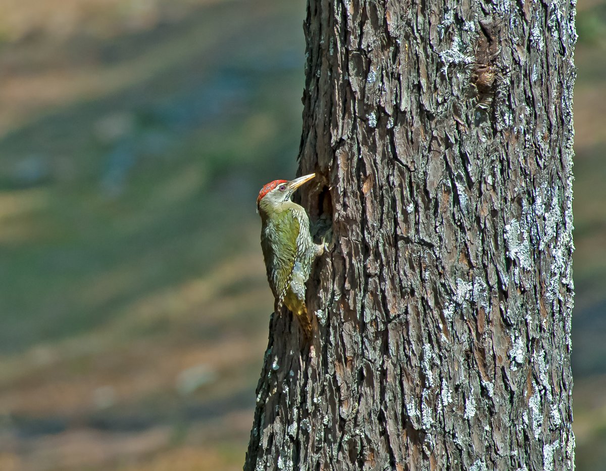 Scaly-bellied Woodpecker