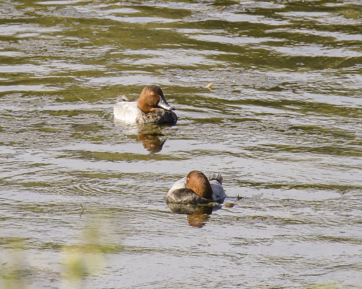 Common Pochard