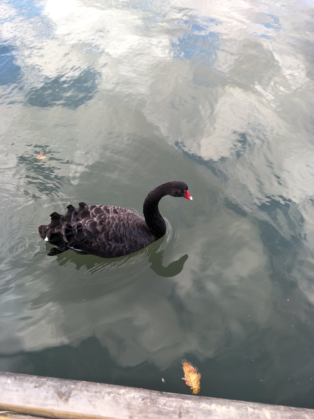 Black Swan