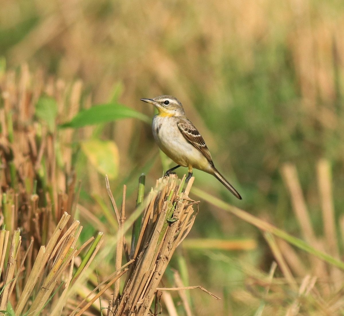 Eastern Yellow Wagtail