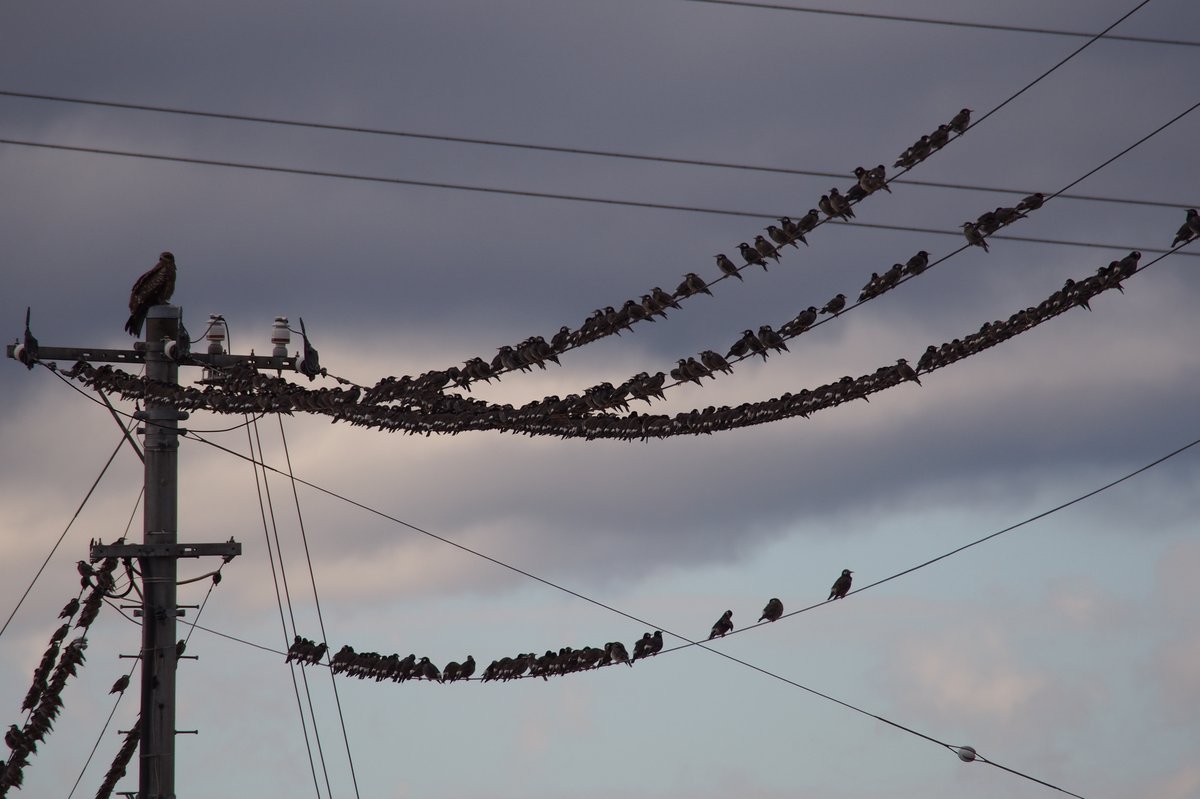 White-cheeked Starling