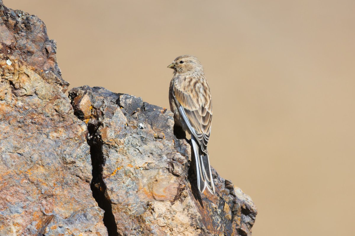 Twite