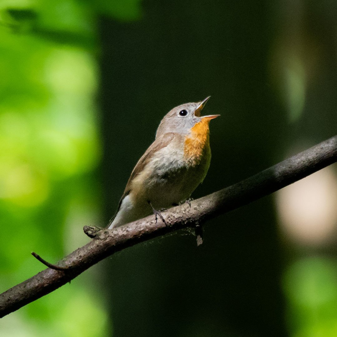 Red-breasted Flycatcher