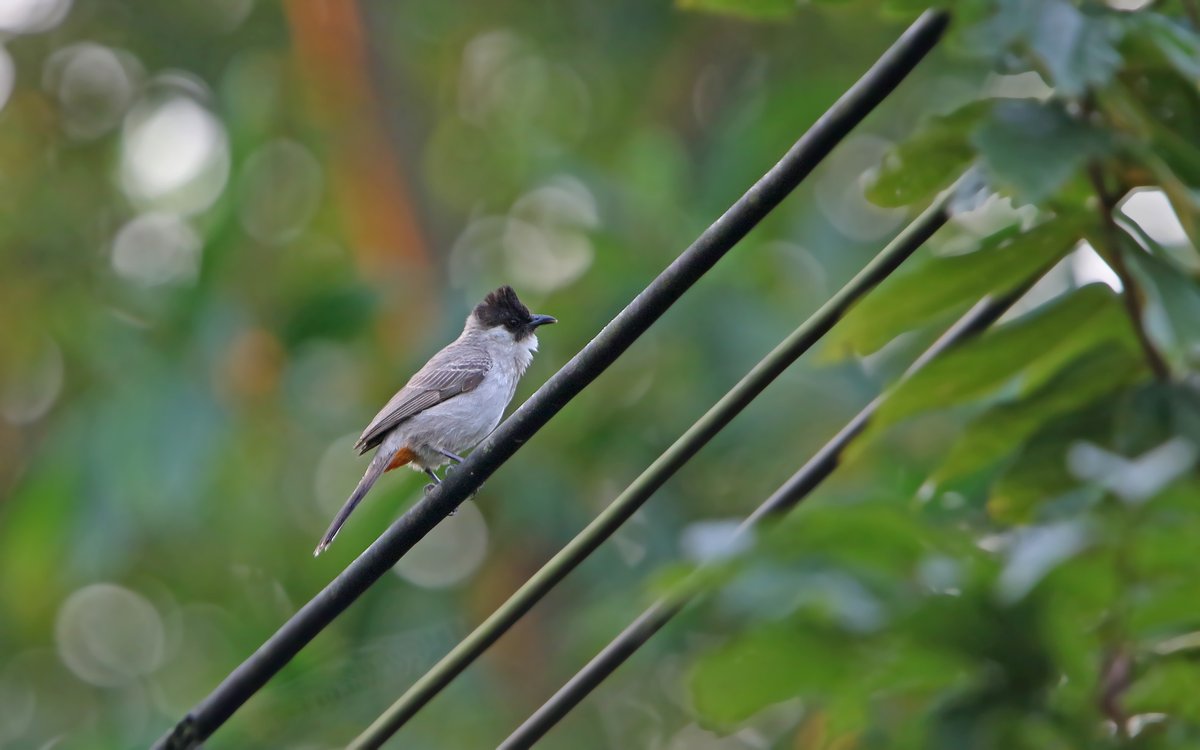 Sooty-headed Bulbul