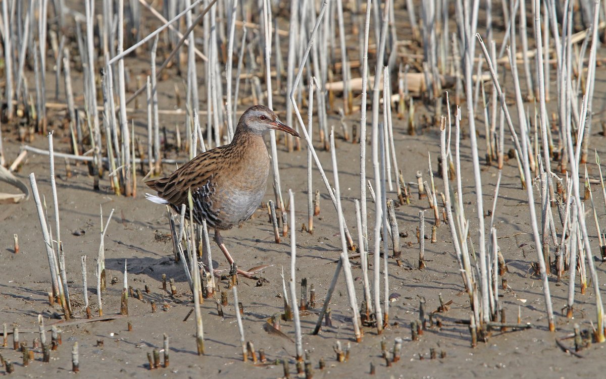 Brown-cheeked Rail