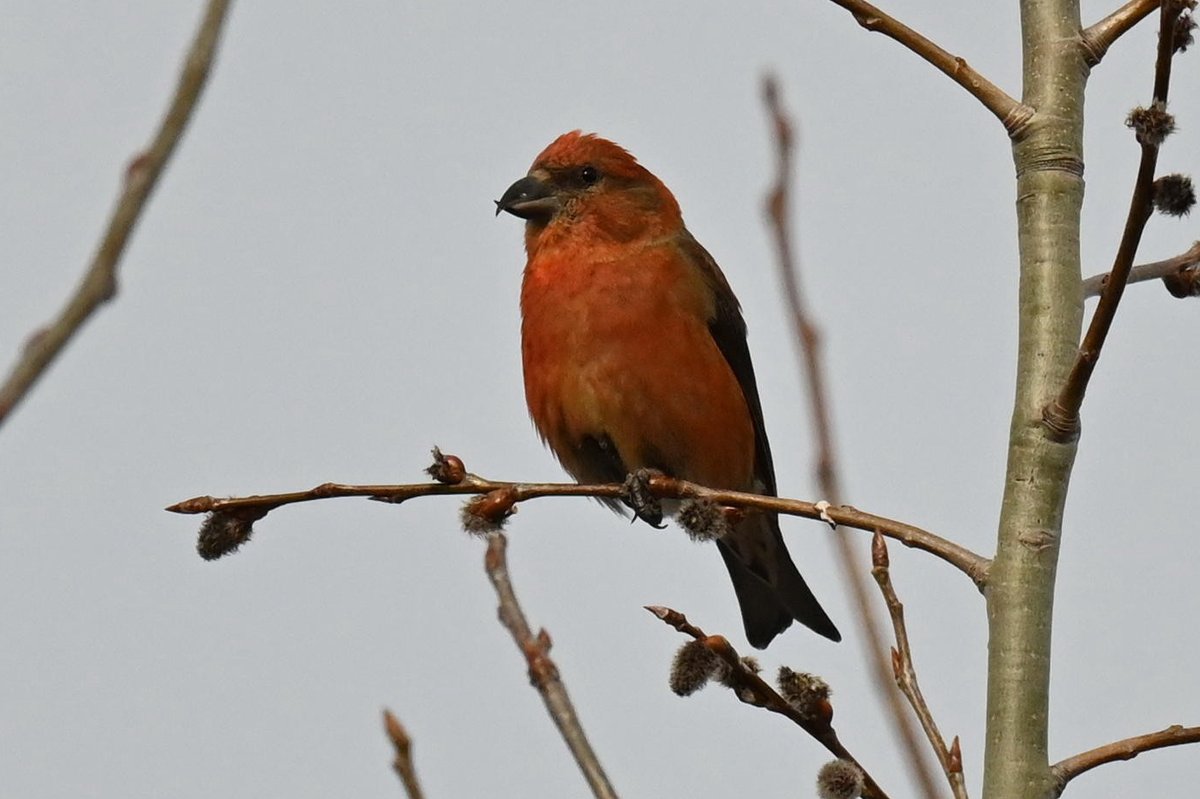 Red Crossbill