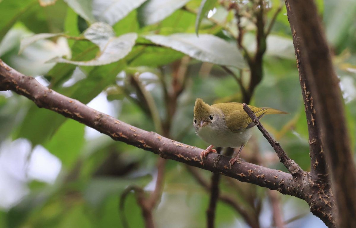 White-bellied Erpornis