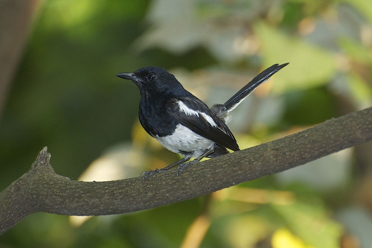 Oriental Magpie-Robin