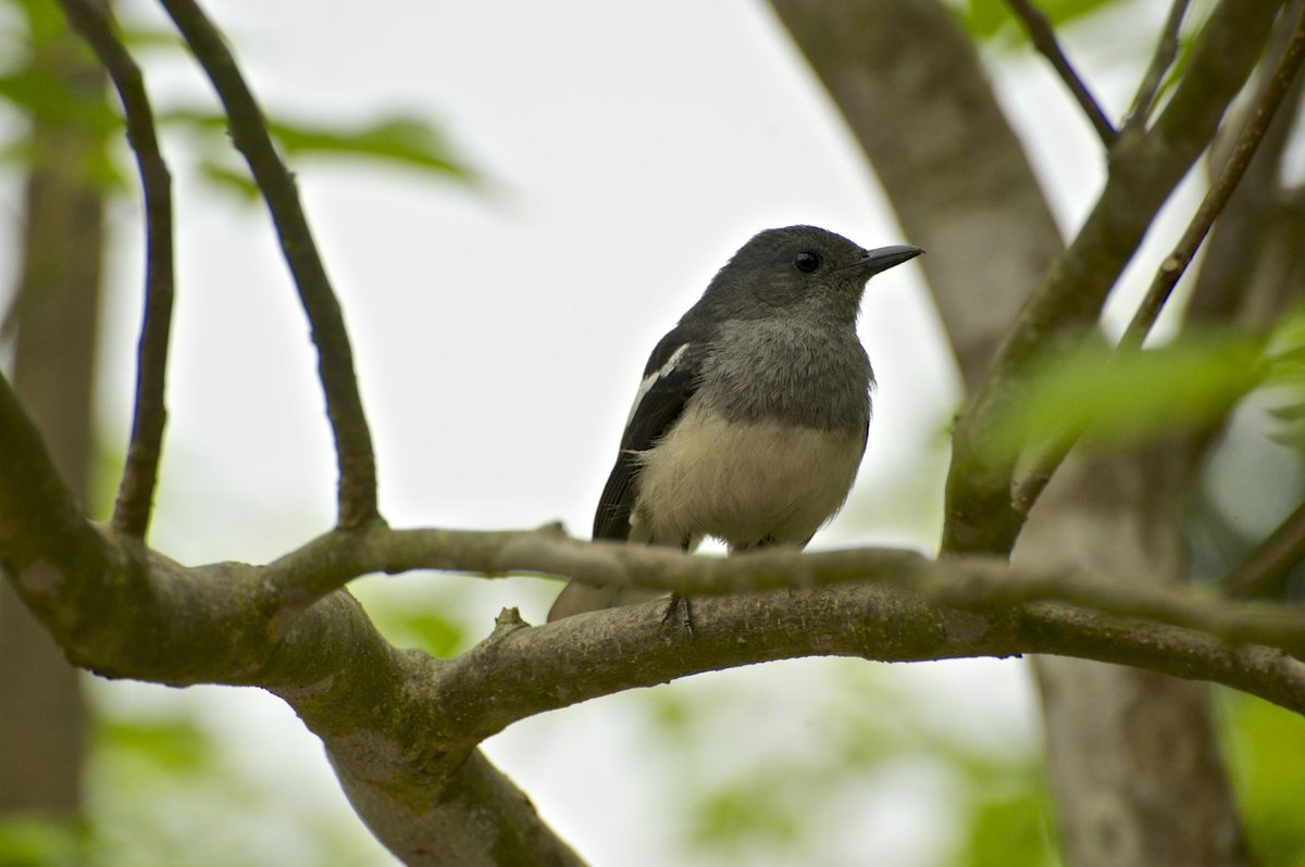 Oriental Magpie-Robin