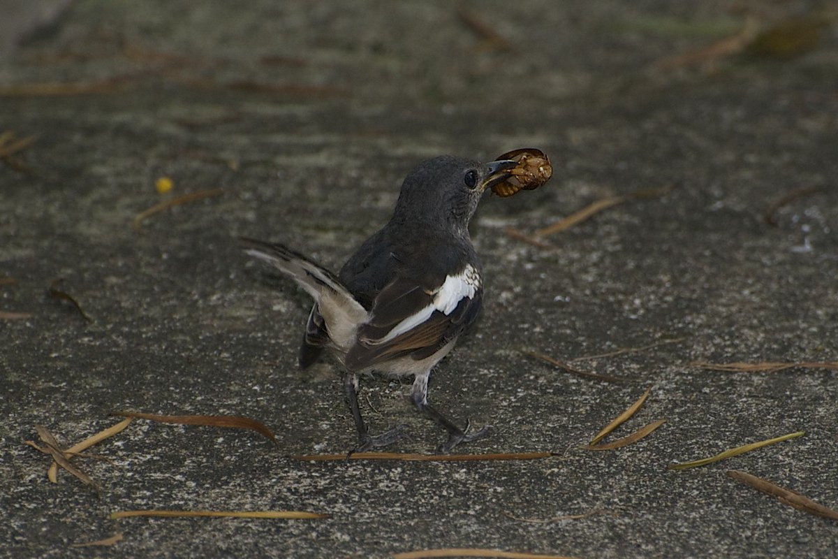 Oriental Magpie-Robin