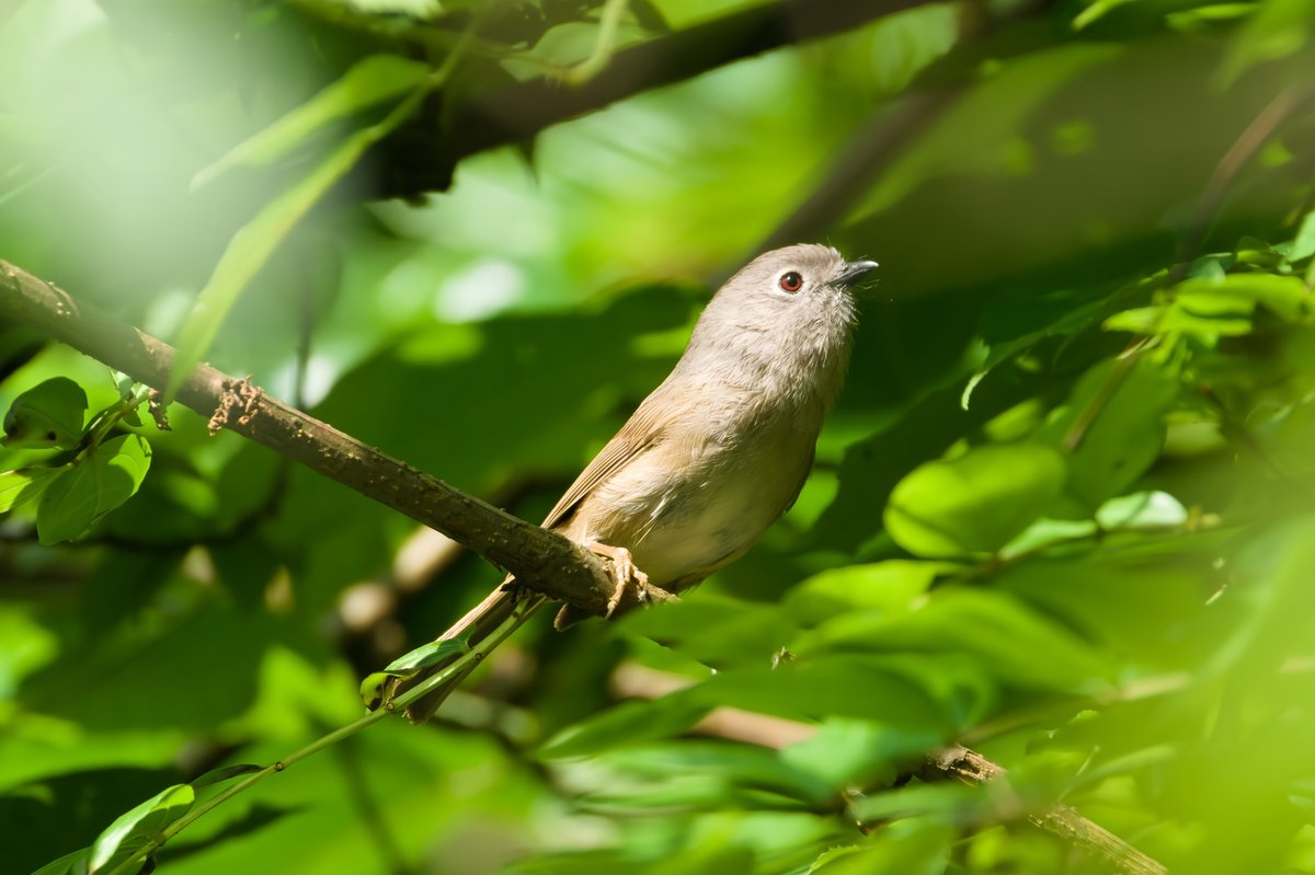 David's Fulvetta