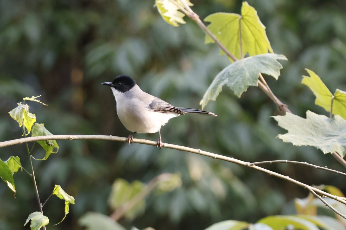 Black-headed Sibia