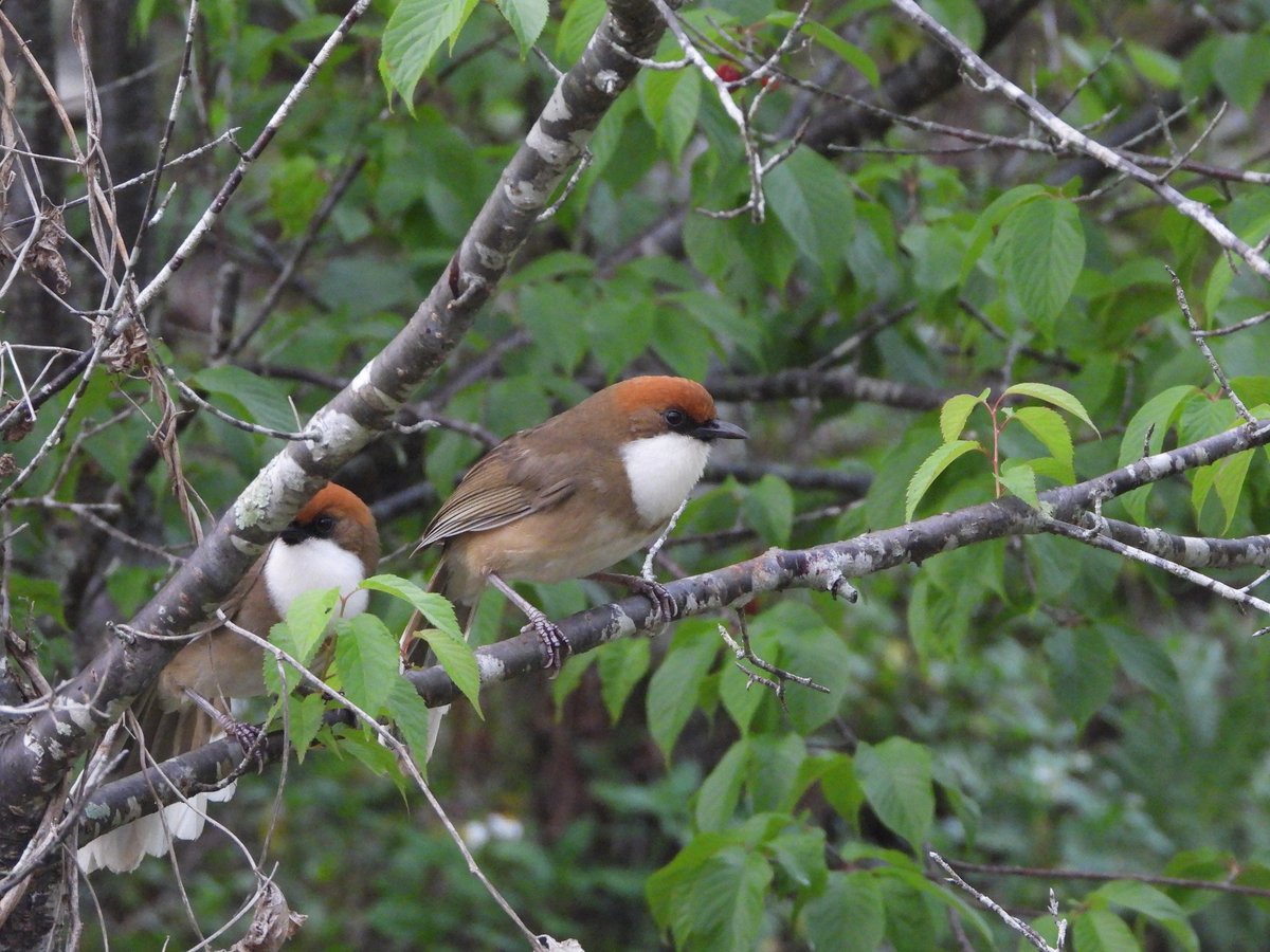 Rufous-crowned Laughingthrush
