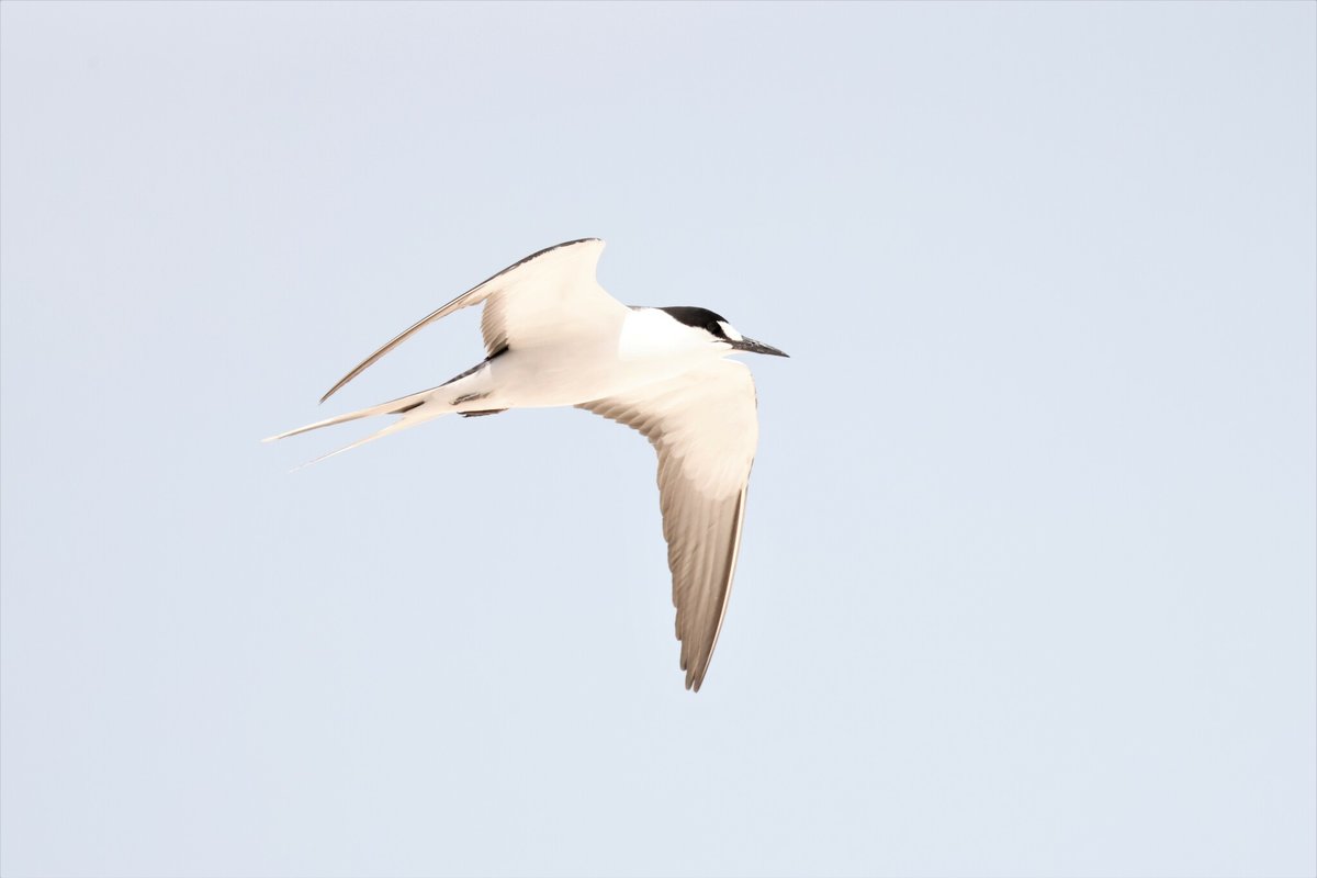 Sooty Tern