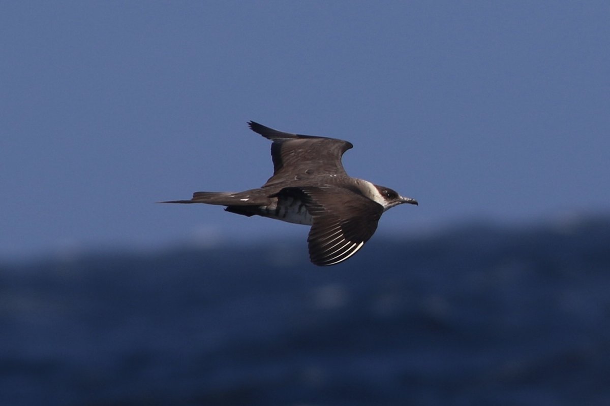 Parasitic Jaeger