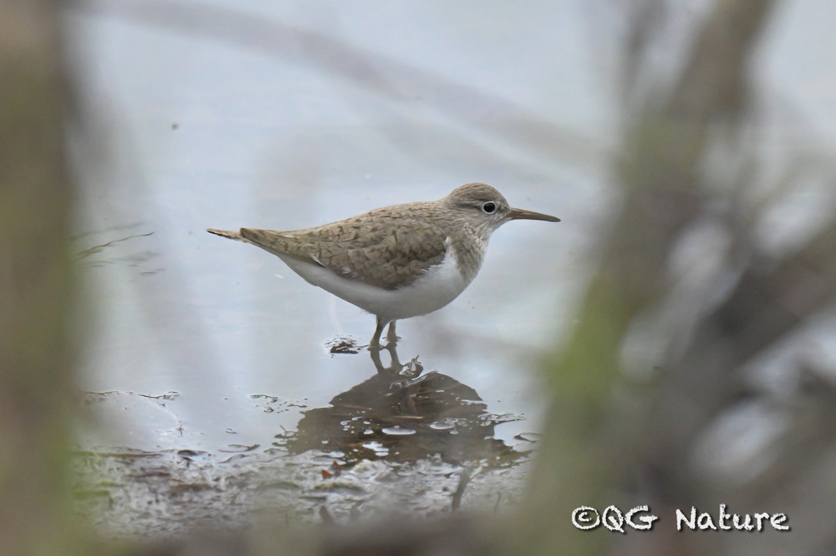 Common Sandpiper