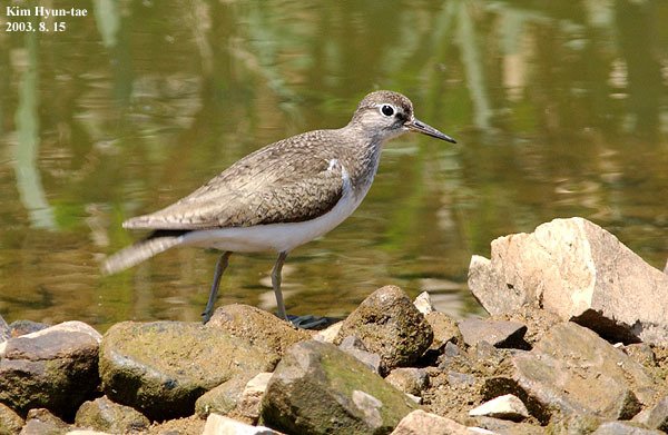 Common Sandpiper
