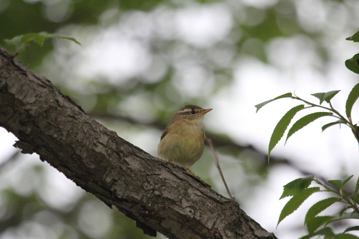 Yellow-streaked Warbler