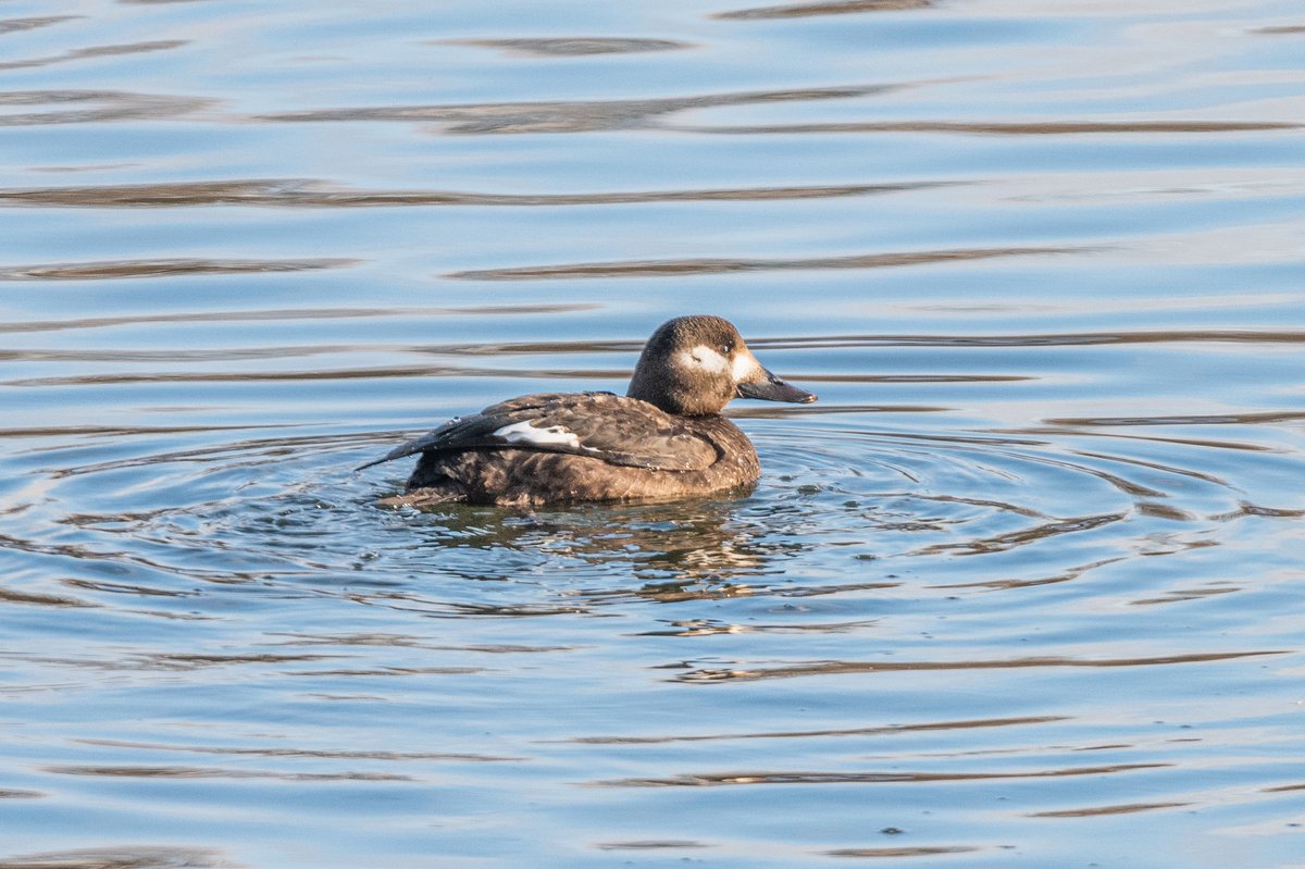 Velvet Scoter