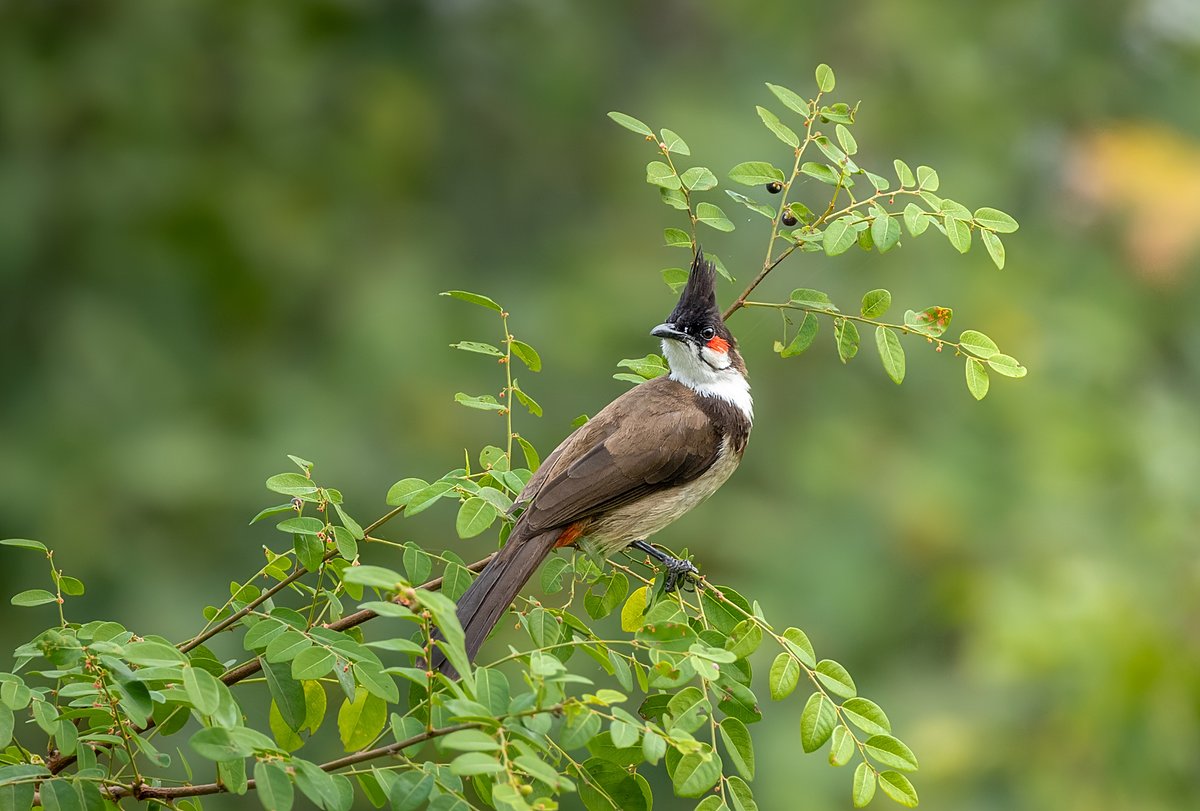 Red-whiskered Bulbul